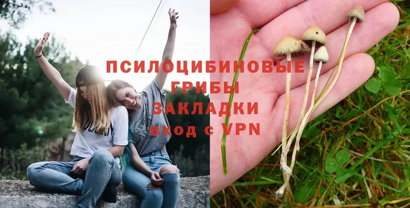 где можно купить   Клинцы  Галлюциногенные грибы Magic Shrooms 